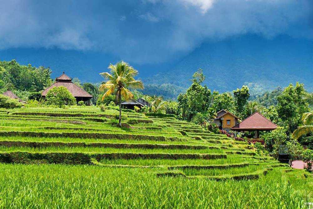 Rice - Ubud