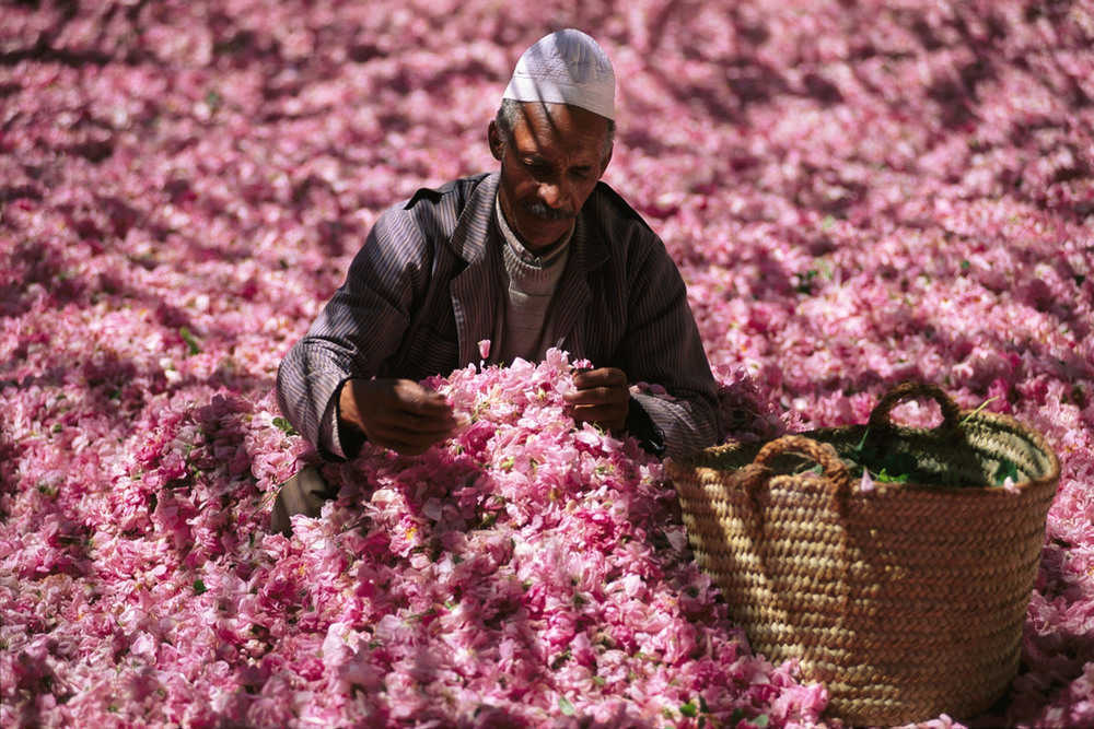 Kelaat Mgouna - Rose