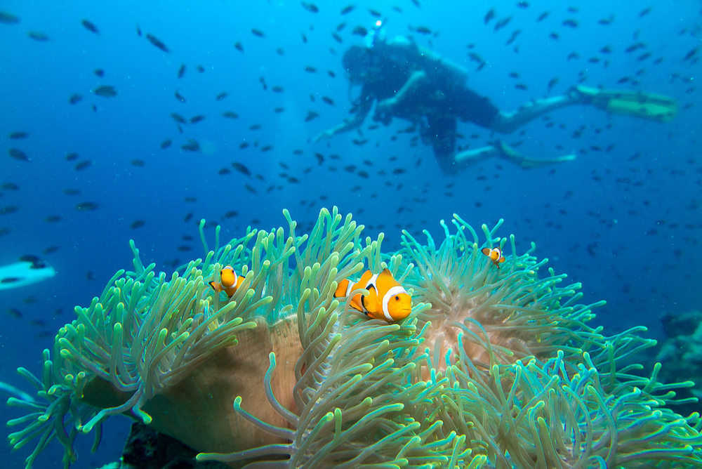 Perhentian Islands diving