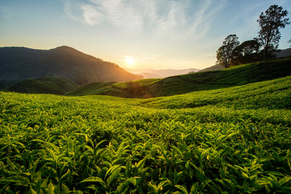 Cameron Highlands Tea plantation