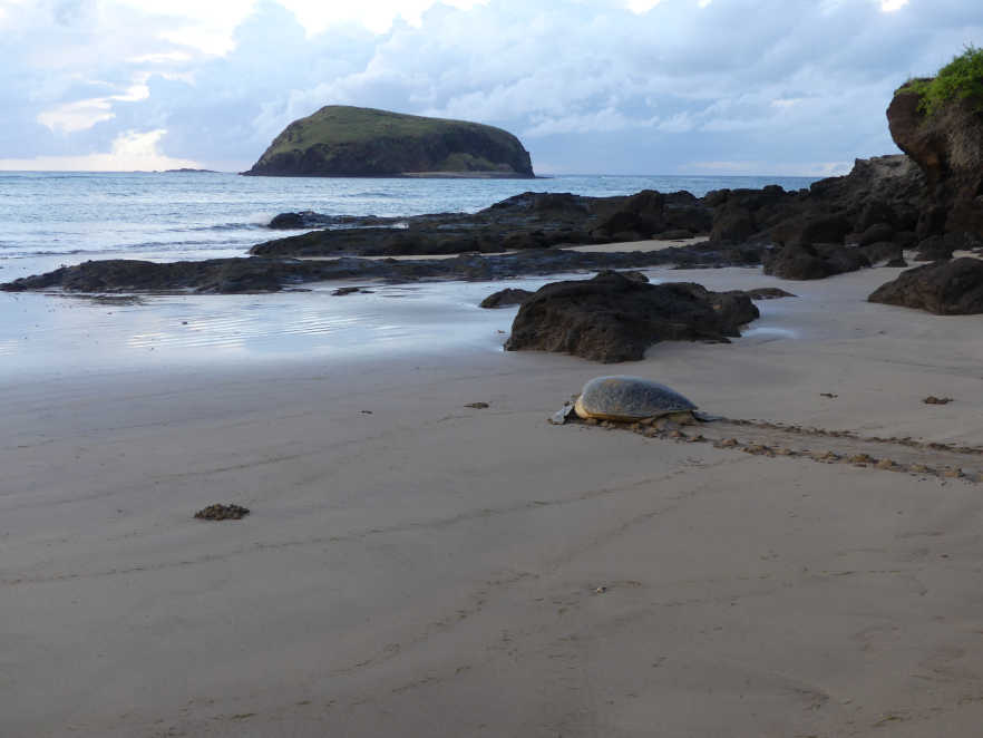 Turtles of Itsamia beach