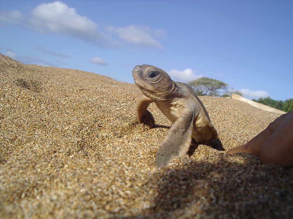 Baby Turtle in Itsamia beach