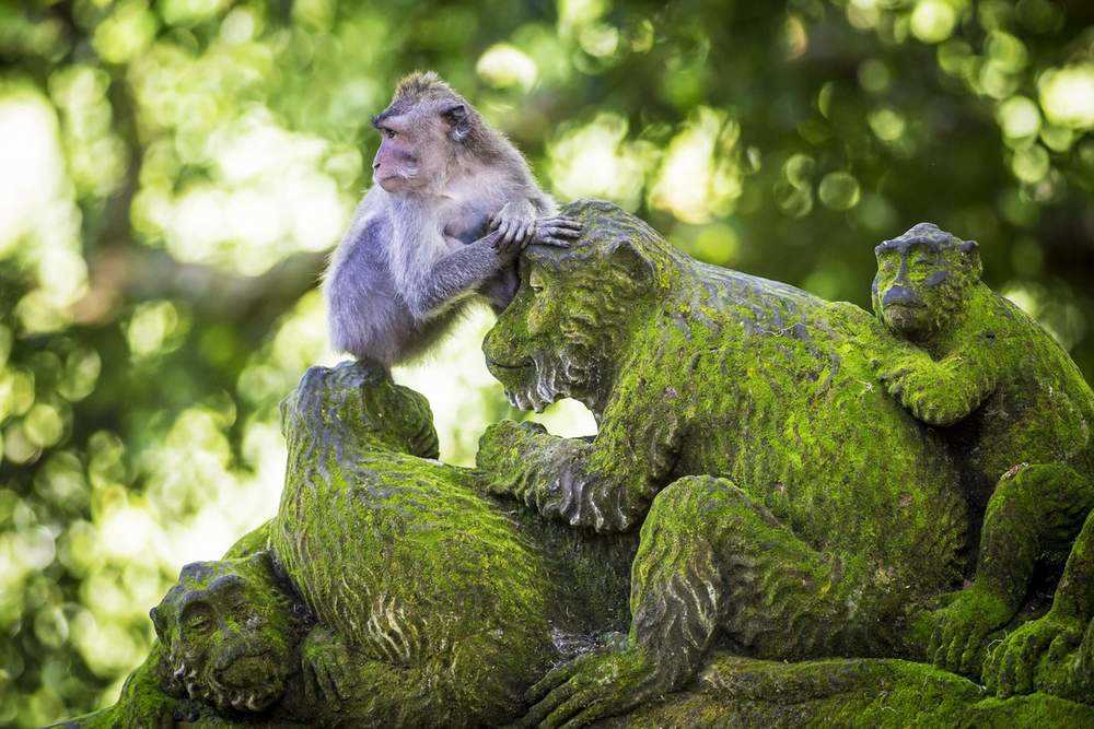 Sacred Monkey Forest Sanctuary Bali