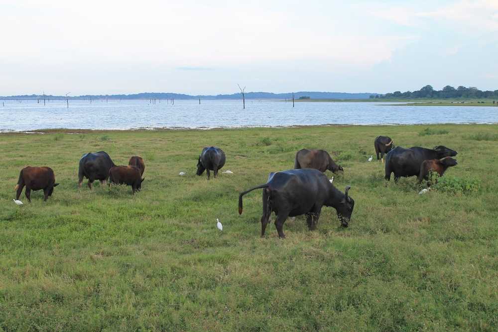 Minneriya National Park