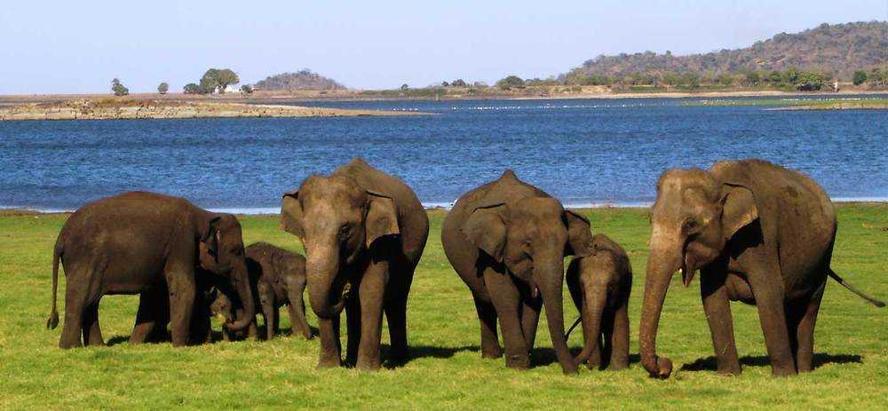 Minneriya National Park