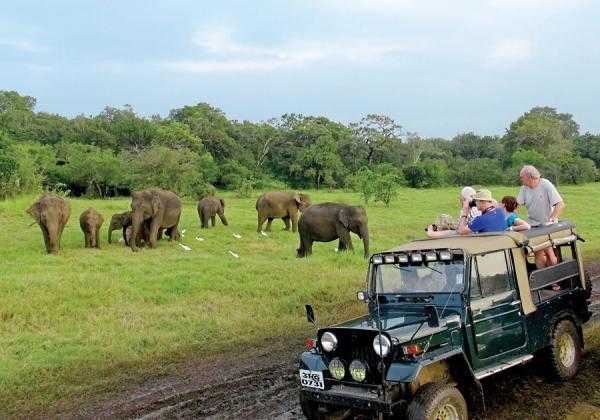 Jeep Safari Minneriya National Park
