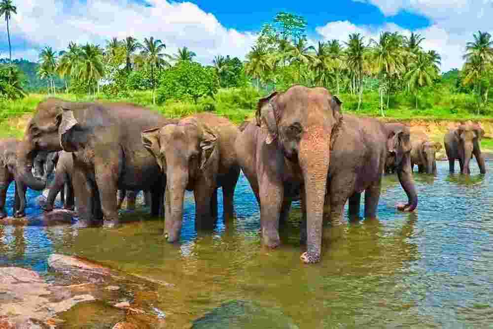 Sri lanka elephants