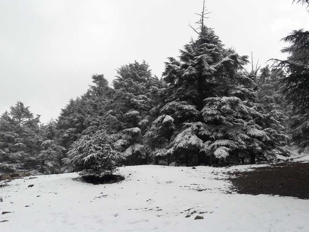 Snow in Ifrane